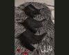  نازلی 